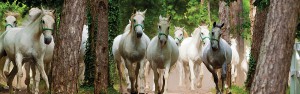 Cavalli bianchi Lipica